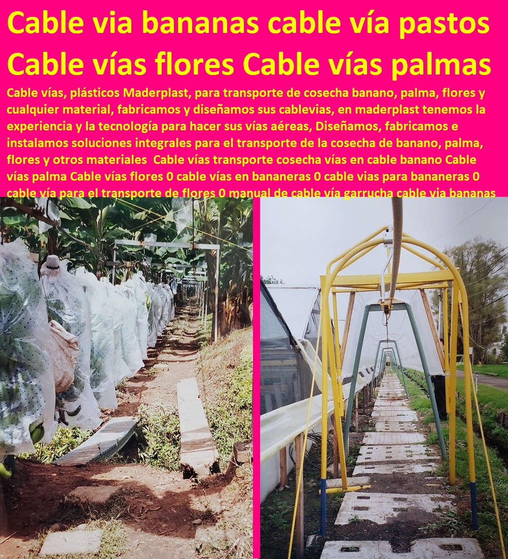 Cable vías transporte cosecha vías en cable banano Cable vías palma Cable vías flores 0 cable vías en bananeras 0 cable vias para bananeras 0 cable vía para el transporte de flores 0 manual de cable vía garrucha cable vía bananas Cable vías transporte cosecha vías en cable banano Cable vías palma Cable vías flores 0 cable vías en bananeras 0 cable vias para bananeras 0 cable vía para el transporte de flores 0 manual de cable vía garrucha cable vía bananas CULTIVOS TECNIFICADOS, INVERNADEROS, Semilleros, Bancos De Siembra, Hidroponía, Agricultura, Cosecha, Poscosecha, Tutores para Flores cable vía Bananas Aromáticas, 